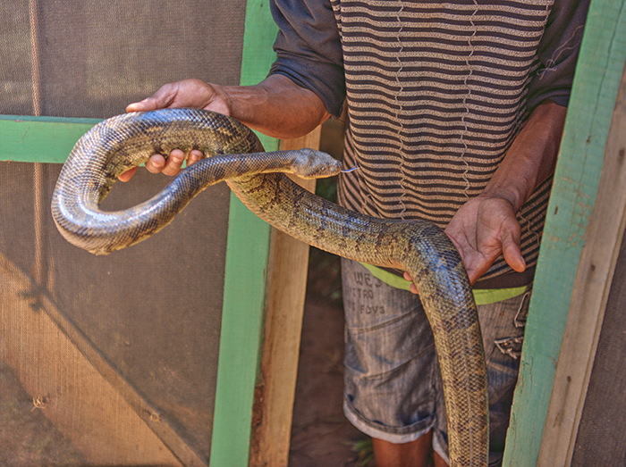 Madagascar Tree Boa Constrictor
